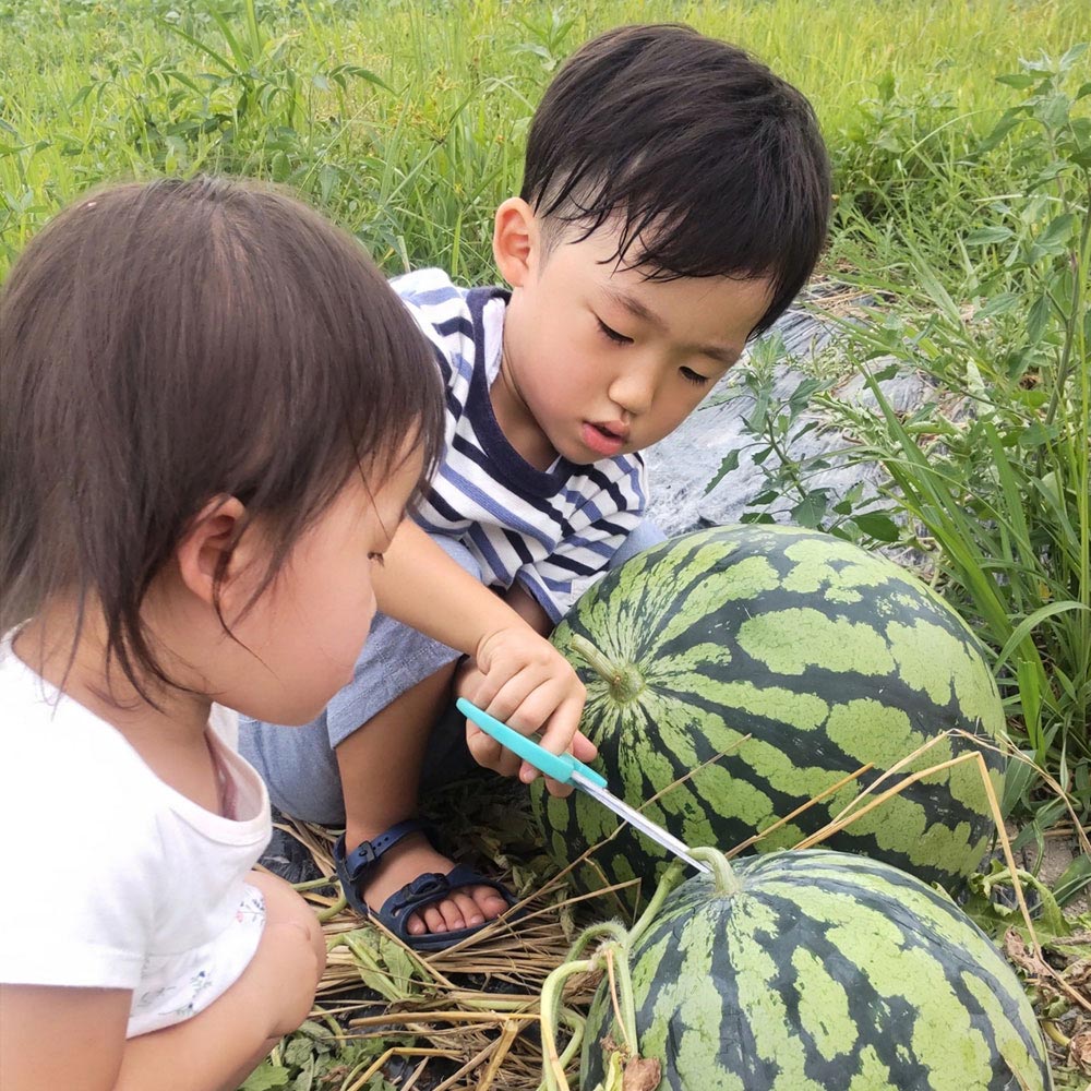 スイカ狩り